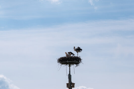 A stork in a nest in a Polish village in summer.