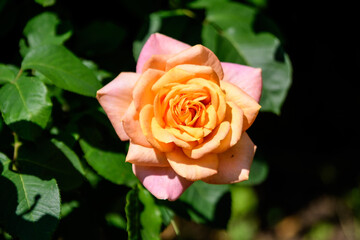 Close up of one large and delicate vivid yellow orange rose in full bloom in a summer garden, in direct sunlight, with blurred green leaves in the background.