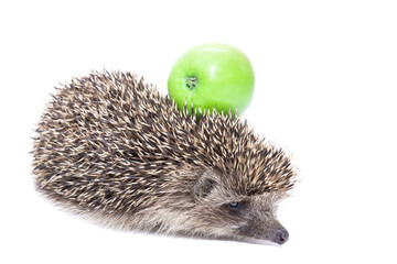 hedgehog and Apple.