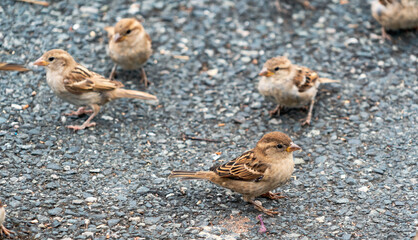 Small birds on a gravel path