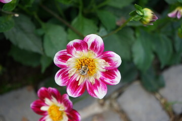 kleiine Dahlie mit einer Biene weiß gelb rosa