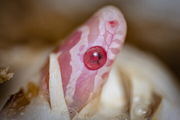 hatching from the egg