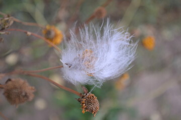a feather on a dead flower in the wind