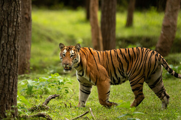 Fototapeta na wymiar Tiger in lush green forest of Kabini Tiger Reserve, India