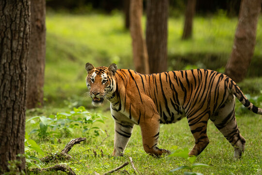 Tiger Sightings Nagarahole