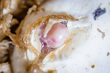hatching from the egg