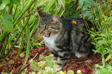 Naklejka na ściany i meble A tabby cat yawning while sitting in a garden patch
