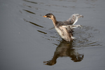 Juvenile Little grebe at Kabini Forest Reserve, India