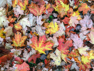 Orange red and yellow Fall leaves on ground
