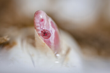 hatching from the egg