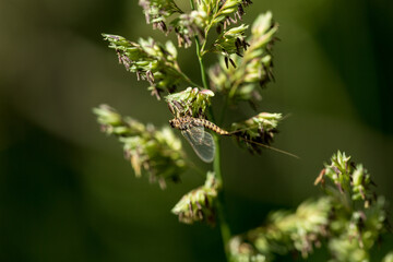 Drake mayfly resting on a piece of grass in Wyoming