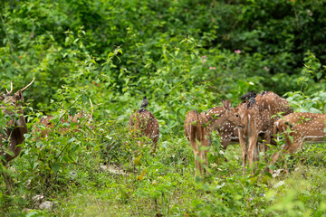 Naklejka na ściany i meble A herd of Cheetal deers at Kabini Forest Reserve, India