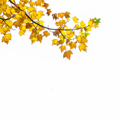 Autumn leaves on a white background