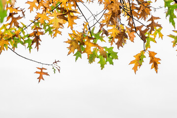Autumn leaves on a white background