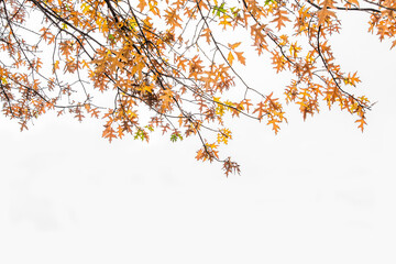 Autumn leaves on a white background