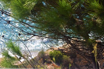 Trees and branches, in the background the sea, path between rocks and bushes towards a cove, bathed by the waters of the Mediterranean Sea, perfect for relaxation