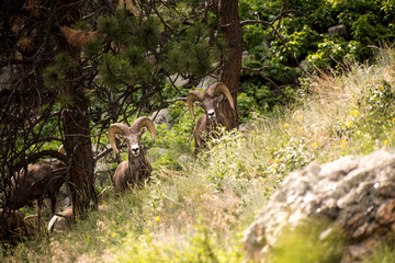 Big Horn Sheep looking at the camera under a pine tree in the mountains 