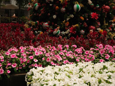 Sydney summer Christmas flower exhibition