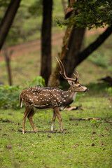 Naklejka na ściany i meble Cheetal deer at Kabini Forest Reserve, India
