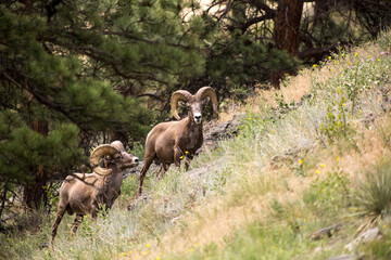 Obraz na płótnie Canvas Big Horn Sheep in the mountains of Colorado