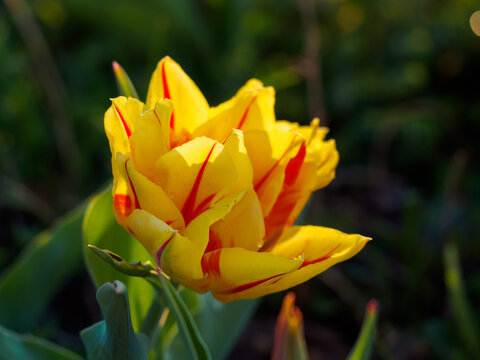 Tulipa Monsella - double-flowered tulip