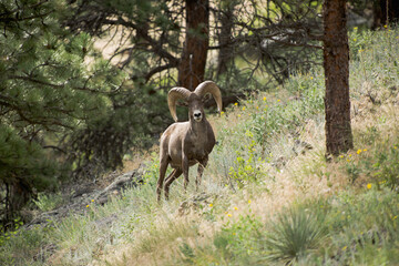 Obraz premium Big Horn Ram looking at the camera