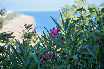 Pink flowers with green leaves, in the background coastal area of the Mediterranean Sea with wide beaches