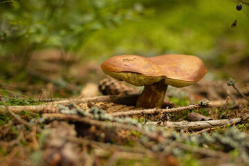 Imleria badia in the forest
