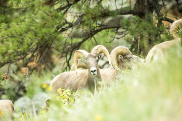 Obraz premium Group of sheep feeding in the afternoon