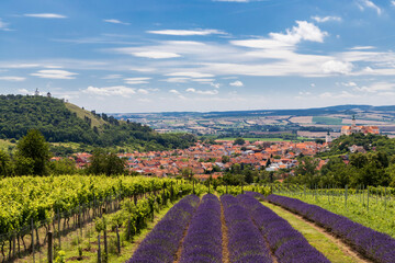 South Moravian town of Mikulov with the lavender field in Czech Republic