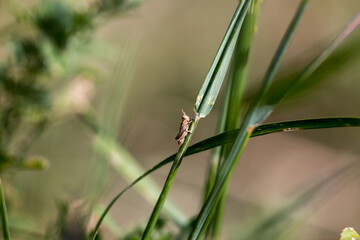 Baby grass hopper on a piece of grass