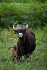 Indian bison feeding her calf at Kabini Forest Reserve, India