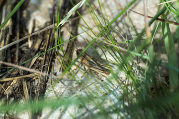 Brown grasshopper on sand in green grass