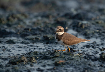 Little ringed plover at Tubli bay, Bahrain
