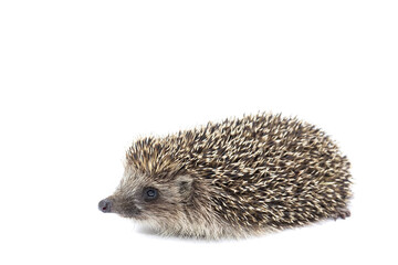 Hedgehog isolate on white background...