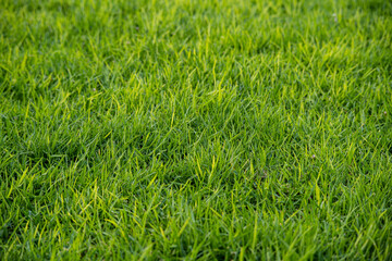 Landscape of wild green grass background. Grass leaves with warm sunlight on a spring or summer day.