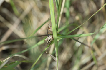 Brown grasshopper on a green blade of grass