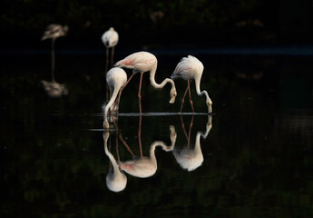 Greater Flamingos and reflection on water at Tubli bay, Bahrain