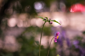 purple flower on a green background