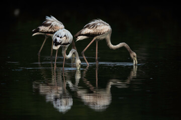 Greater Flamingo feeding in the morning at Tubli bay, Bahrain