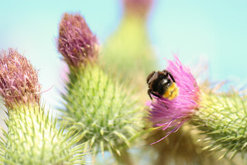 bee on a flower