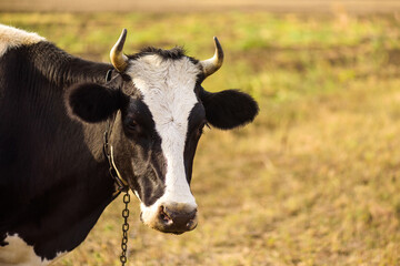 cow on the farm close-up portrait. space for text on the right