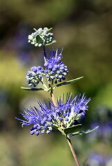 Nahaufnahme einer blauen Bartblume