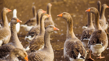 flock of domestic geese on the farm