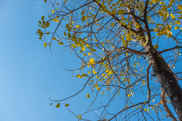 Yellow and orange leaves, autumn season with sky in the background