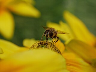Bee on flower