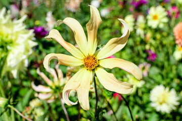 Close up of one beautiful small vivid yellow dahlia flower in full bloom on blurred green background, photographed with soft focus in a garden in a sunny summer day.