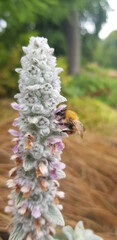 Bee on tall flower