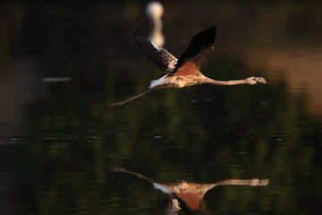 Greater Flamingo flying in the morning at Tubli bay, Bahrain