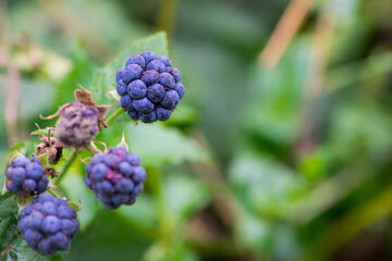 
blue forest berry on green background